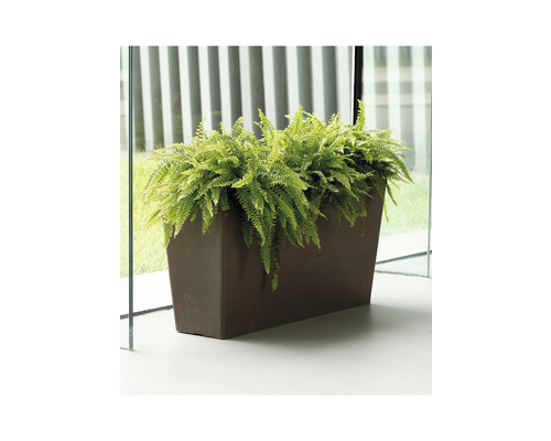 Rechteckiger Pflanzkasten mit Farn auf einer Terrasse