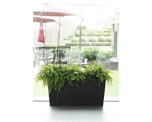 Rechteckiger Pflanzkasten mit Farn auf einer Terrasse
