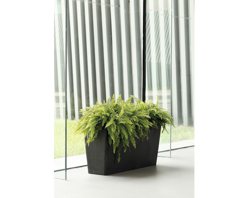 Rechteckiger Pflanzkübel mit Farn vor Fenster