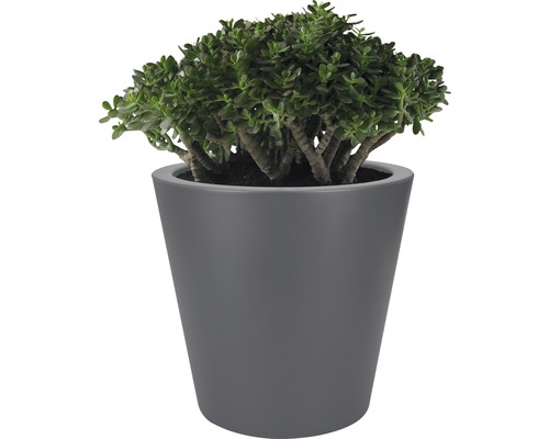 Geldbaum in Topf