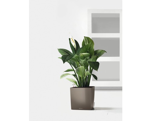 Friedenslilie in einem Pflanzgefäß