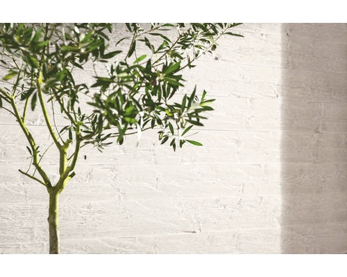 Nahaufnahme eines Olivenbaums vor einer Wand mit Holzpaneelen