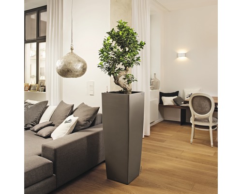 Wohnzimmer mit Pflanze in hohem Pflanzgefäß