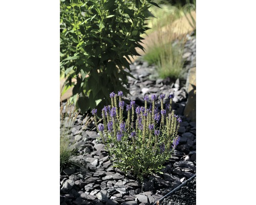 Blühende Pflanze im Garten mit Steinen