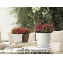Pflanztopf Lechuza Classico Color Kunststoff Ø 21 H 20 cm weiß inkl. Erdbewässerungssystem und Wasserstandsanzeiger