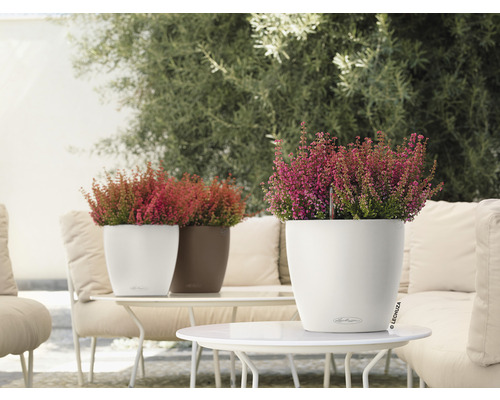 Dekorative Heidepflanzen in Pflanzgefäßen auf einem Tisch im Außenbereich.