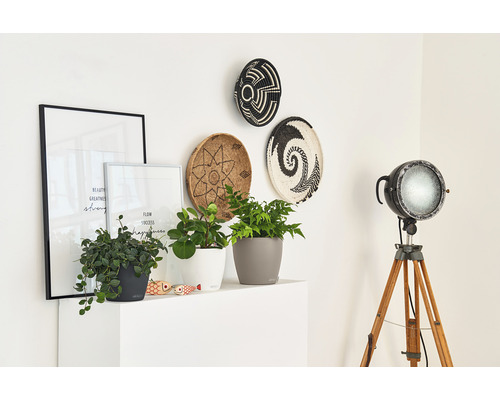 Dekorative Szene mit Zimmerpflanzen in Töpfen, gerahmten Postern, Zierkörben an der Wand und einer Stehlampe auf einem Stativ.