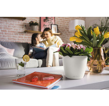 Pflanztopf Lechuza Classico Color Kunststoff Ø 21 H 20 cm weiß inkl. Erdbewässerungssystem und Wasserstandsanzeiger