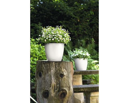 Szene mit bepflanzten, weißen Blumentöpfen im Garten.