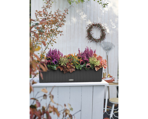 Dekorativer Pflanzkasten mit Herbstblumen auf einer Terrasse