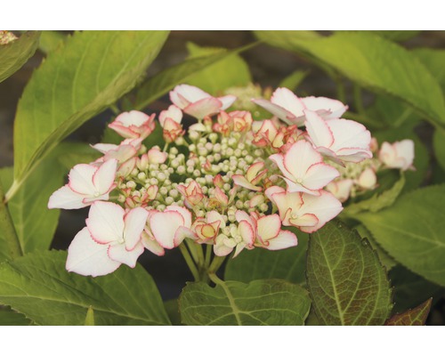 Tellerhortensie FloraSelf Hydrangea macrophylla Hovaria 'Love You Kiss' H 30-40 cm Co 4,6 L