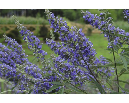 Blütenstand einer winterharten Sorte von Mönchspfeffer im Garten