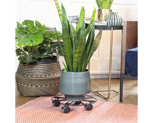 Zimmerpflanzen in Töpfen auf einem Teppich