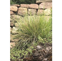 Herbst-Blaugras FloraSelf Sesleria autumnalis H 5-30 cm Co 0,5 L