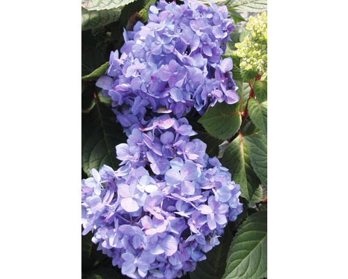 Nahaufnahme einer blauen Hortensienblüte