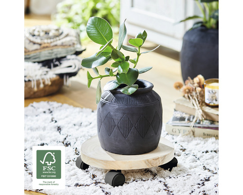 Pflanze in einem Topf auf einem Pflanzenroller mit FSC Siegel