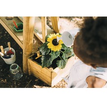 Ein Kind gießt eine Sonnenblume in einem Holzkasten mit einer Gießkanne