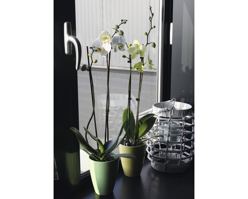 Zwei blühende Orchideen in Töpfen und eine Laterne auf einer Fensterbank.