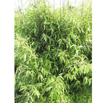 15 x Winterschöner Gartenbambus FloraSelf Fargesia hybride 'Winter Joy' H 80-100 cm Co 10 L für ca. 10 Lfm Hecke