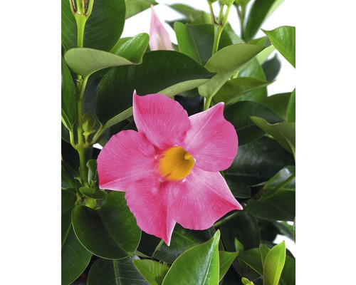 Trichterblüte FloraSelf Dipladenia mandevilla 'Summer Bell' Ø 10,5 cm Topf