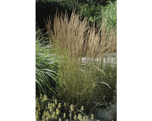 Reitgras FloraSelf Calamagrostis x acutiflora 'Karl Foerster' H 10- 40 cm Co 3 L Dekoratives Pfeifengras im Gartenbeet
