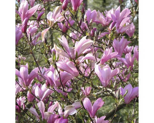 Nahaufnahme eines blühenden Magnolienstrauchs