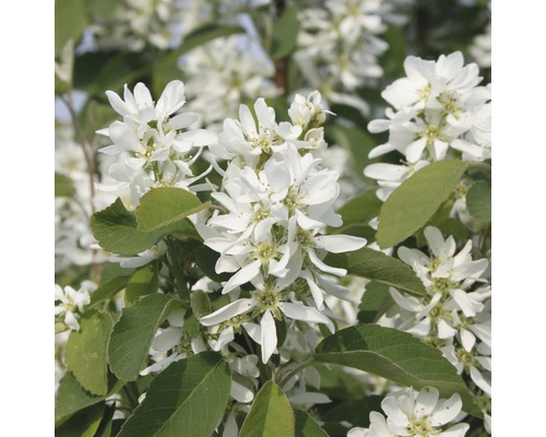 Säulen Felsenbirne FloraSelf Amelanchier alnifolia 'Obelisk'® H 100-125 cm Co 15 L