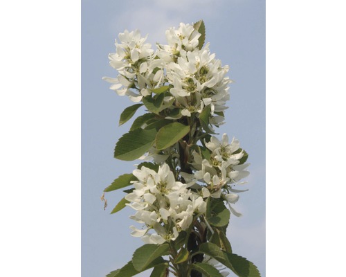 Blühende Felsenbirne mit weißen Blüten