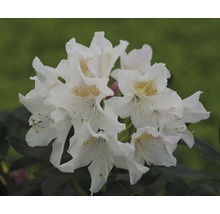 Nahaufnahme einer weißen Rhododendronblüte