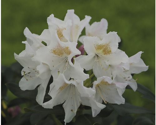 Alpenrose FloraSelf® Rhododendron Hybride 'Weiß' H 25-30 cm