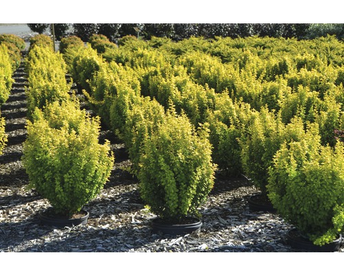 Reihe von Berberitzenbüschen in Töpfen für den Garten