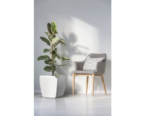 Zimmerpflanze in einem Pflanzgefäß neben einem Sessel