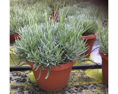Lavendel im Topf