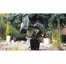 Zimmerpflanze Calathea in einem Topf im Garten
