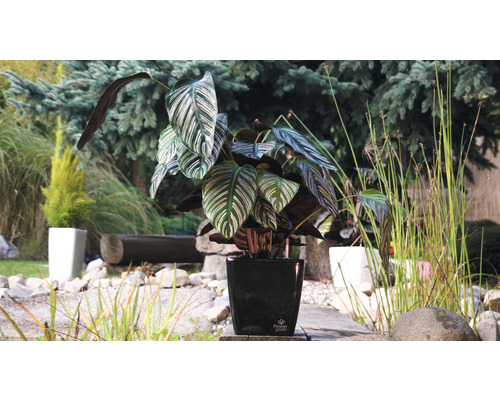 Zimmerpflanze Calathea in einem Topf im Garten