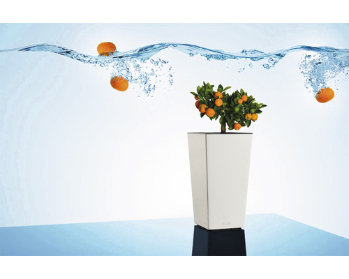 Dekorative Mandarinenpflanze in einem weißen Pflanzgefäß, mit fallenden Mandarinen in Wasser