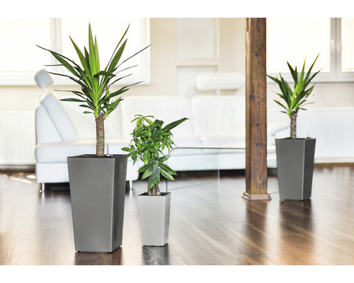 Zimmer mit Zimmerpflanzen in Töpfen auf Holzboden