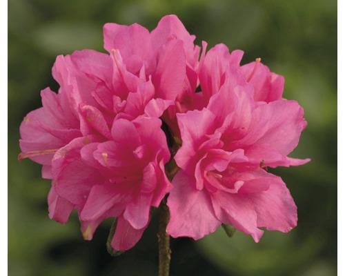 Japanische Azalee FloraSelf Rhododendron obtusum H 20-30 cm Co 2 L rosa