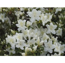 Japanische Azalee FloraSelf Rhododendron obtusum H 20-30 cm Co 2 L weiß-thumb-0