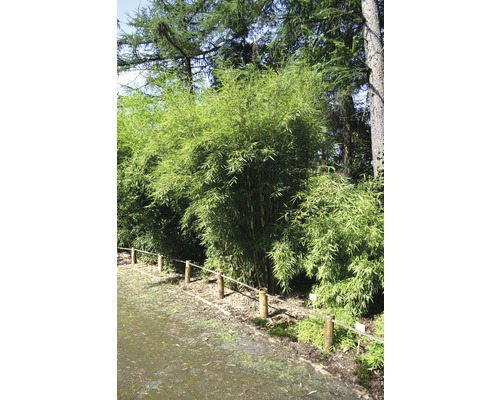 Zebrabambus FloraSelf Fargesia robusta ‘Campbell‘ H 80-100 cm Co 7,5 L