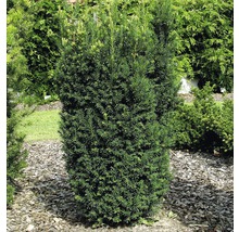 Bechereibe FloraSelf Taxus media 'Hillii' H 30-40 cm Co 3 L