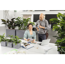 Helles Büro mit Frau und Mann an einem Schreibtisch mit Pflanzen in Pflanzgefäßen.