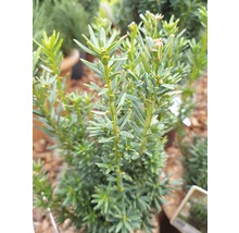 Bechereibe FloraSelf Taxus media 'Hillii' H 30-40 cm Co 3 L