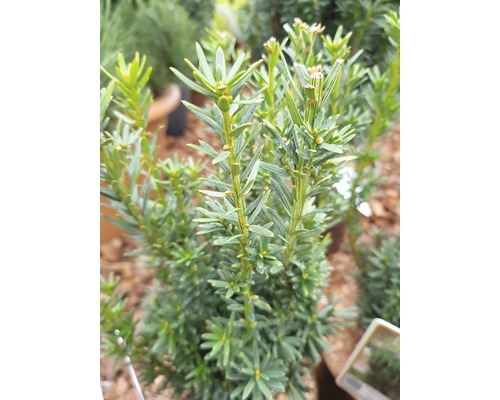 Immergrüne Eibe im Detail