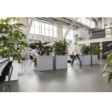 Innenraum mit Büropflanzen in Pflanzgefäßen und einer Person
