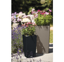 Pflanzvase Lechuza Cubico Cottage 40 Kunststoff H 75 cm sandbraun