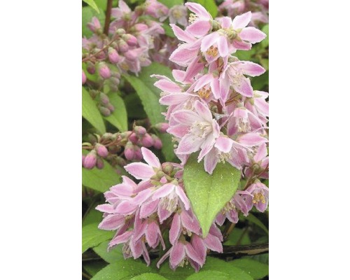 Deutzie, Sternchenstrauch FloraSelf Deutzia magnifica 'Tourbillon Rouge' H 80-100 cm Co 10 L