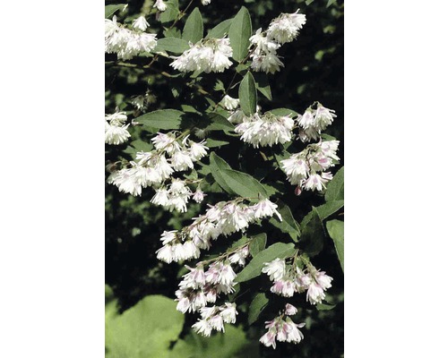 Gefüllter Sternchenstrauch, Maiblumen-Strauch FloraSelf Deutzia scabra 'Plena' H 80-100 cm Co 10 L-0