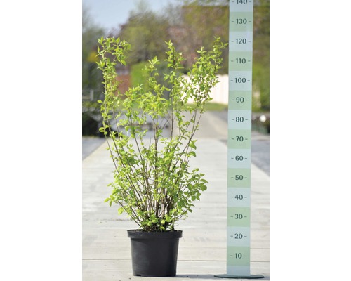 Liguster im Topf mit Größenangabe