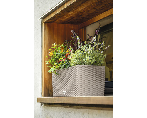 Pflanzkasten mit verschiedenen Kräutern im Fenster